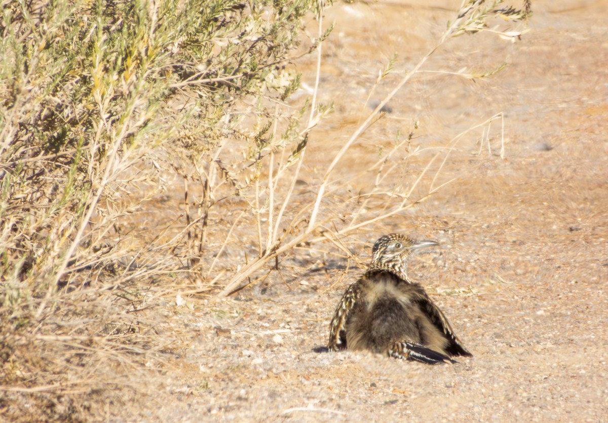 Greater Roadrunner - ML647061999