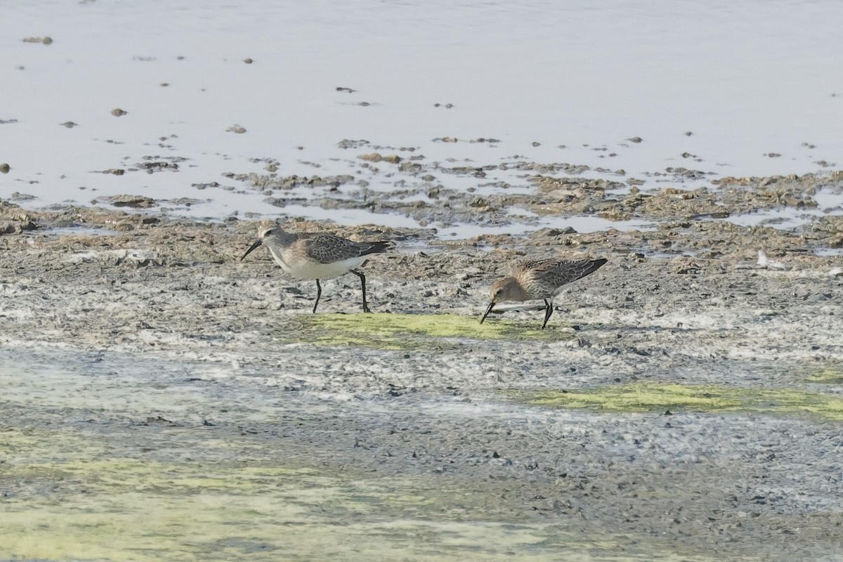 Dunlin - ML647062003