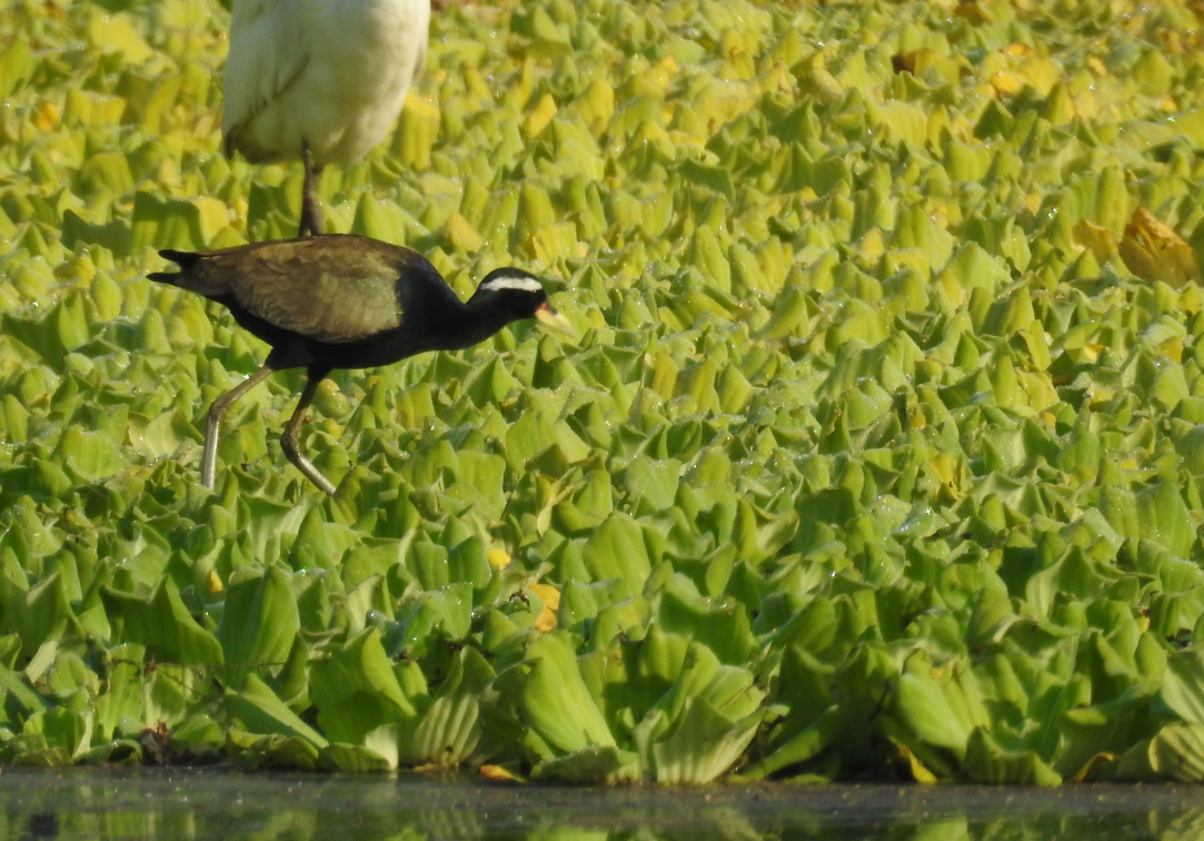 Bronze-winged Jacana - ML647062004