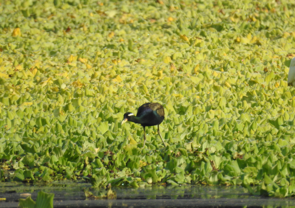 Bronze-winged Jacana - ML647062005