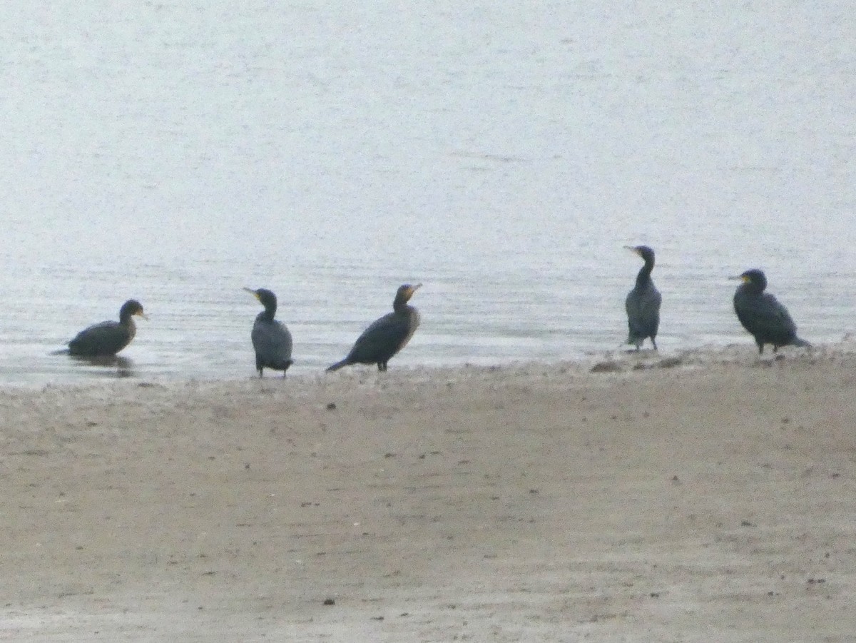 Great Cormorant - ML647062006