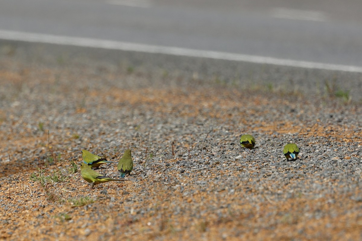 Elegant Parrot - ML647062008