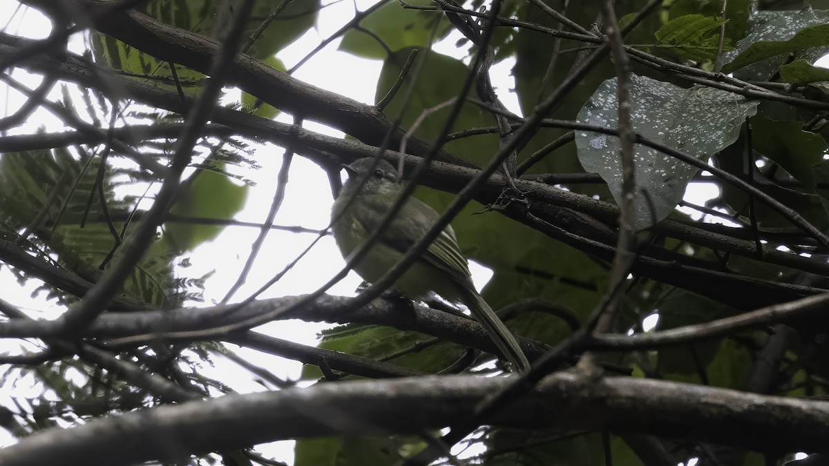 Greenish Elaenia (Greenish) - ML647062009