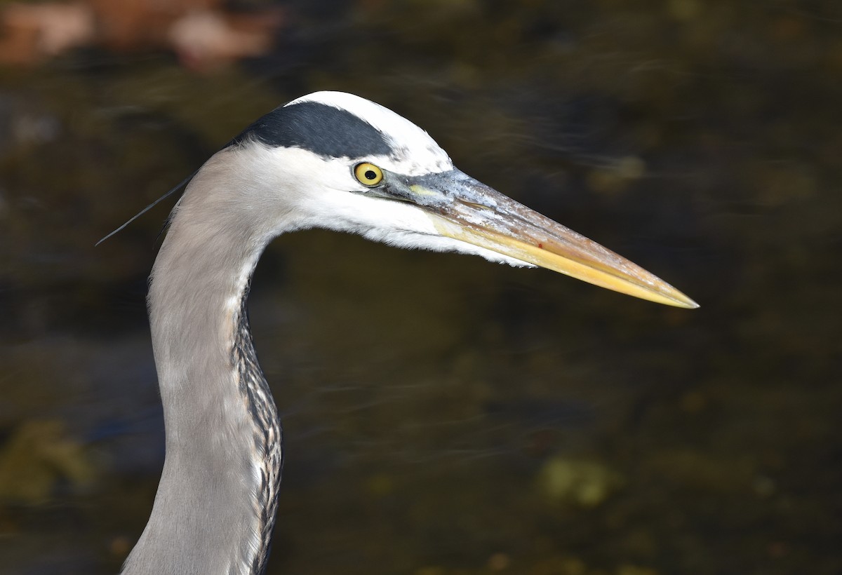 Great Blue Heron - ML647062010
