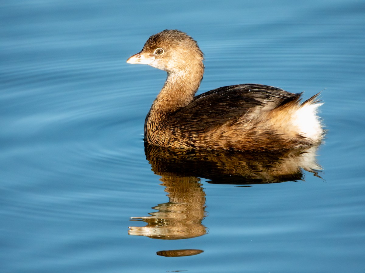 Pied-billed Grebe - ML647062011