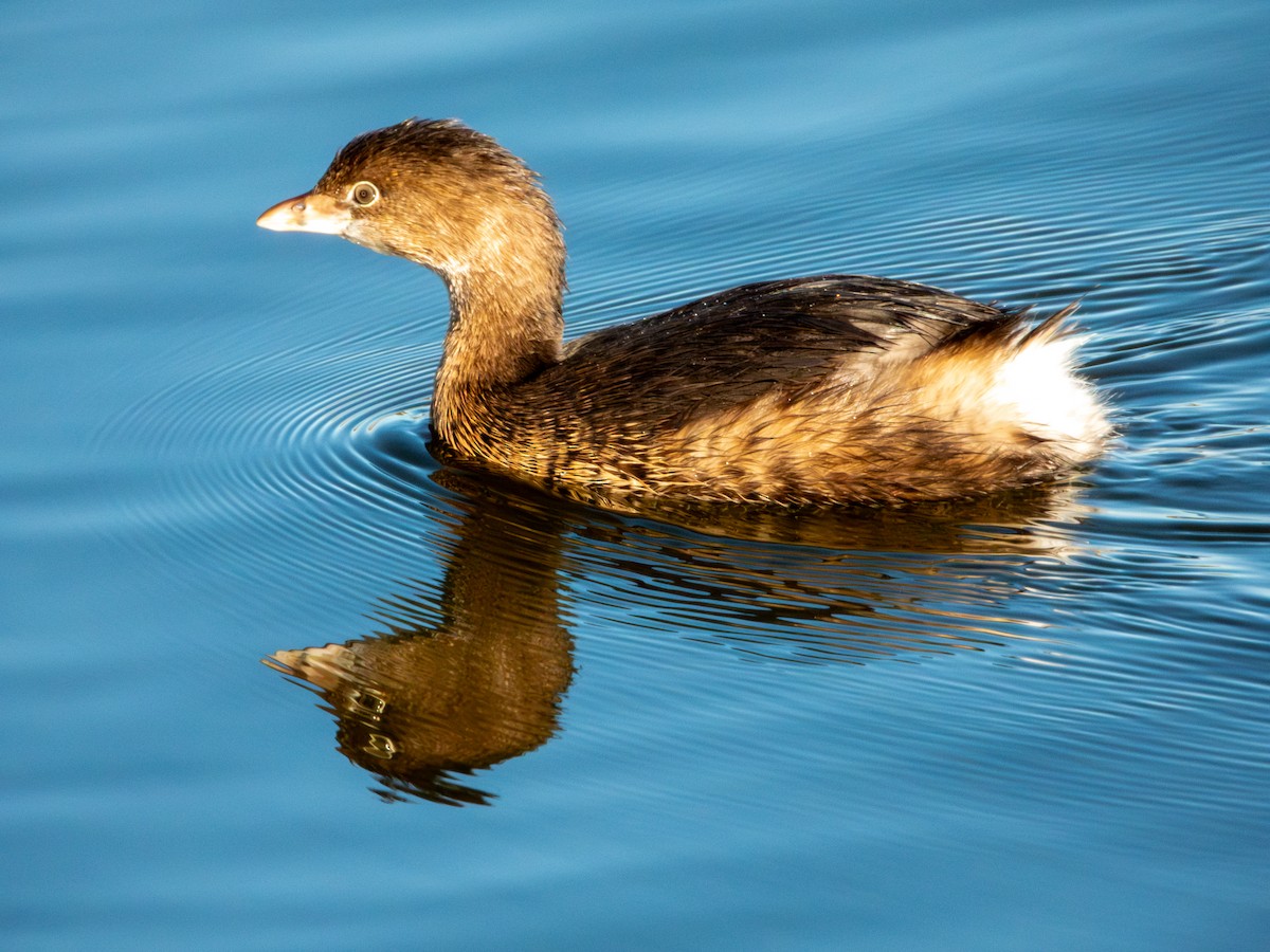potápka americká - ML647062012
