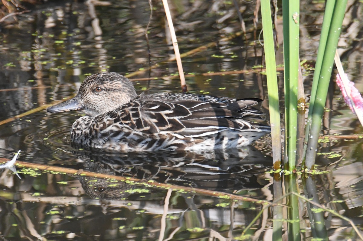 Green-winged Teal (Eurasian) - ML647062014