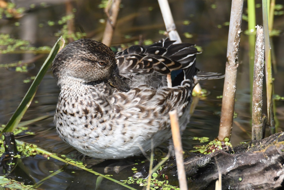 Green-winged Teal (Eurasian) - ML647062015