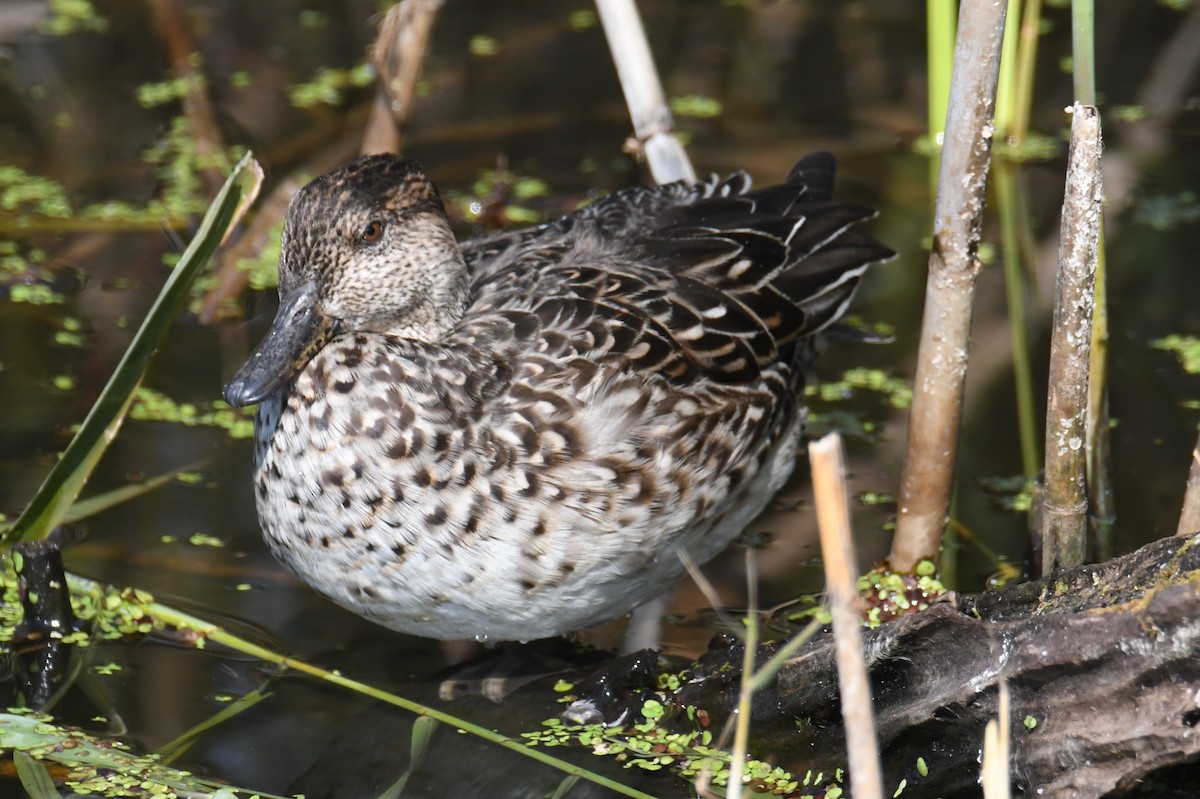 Green-winged Teal (Eurasian) - ML647062016