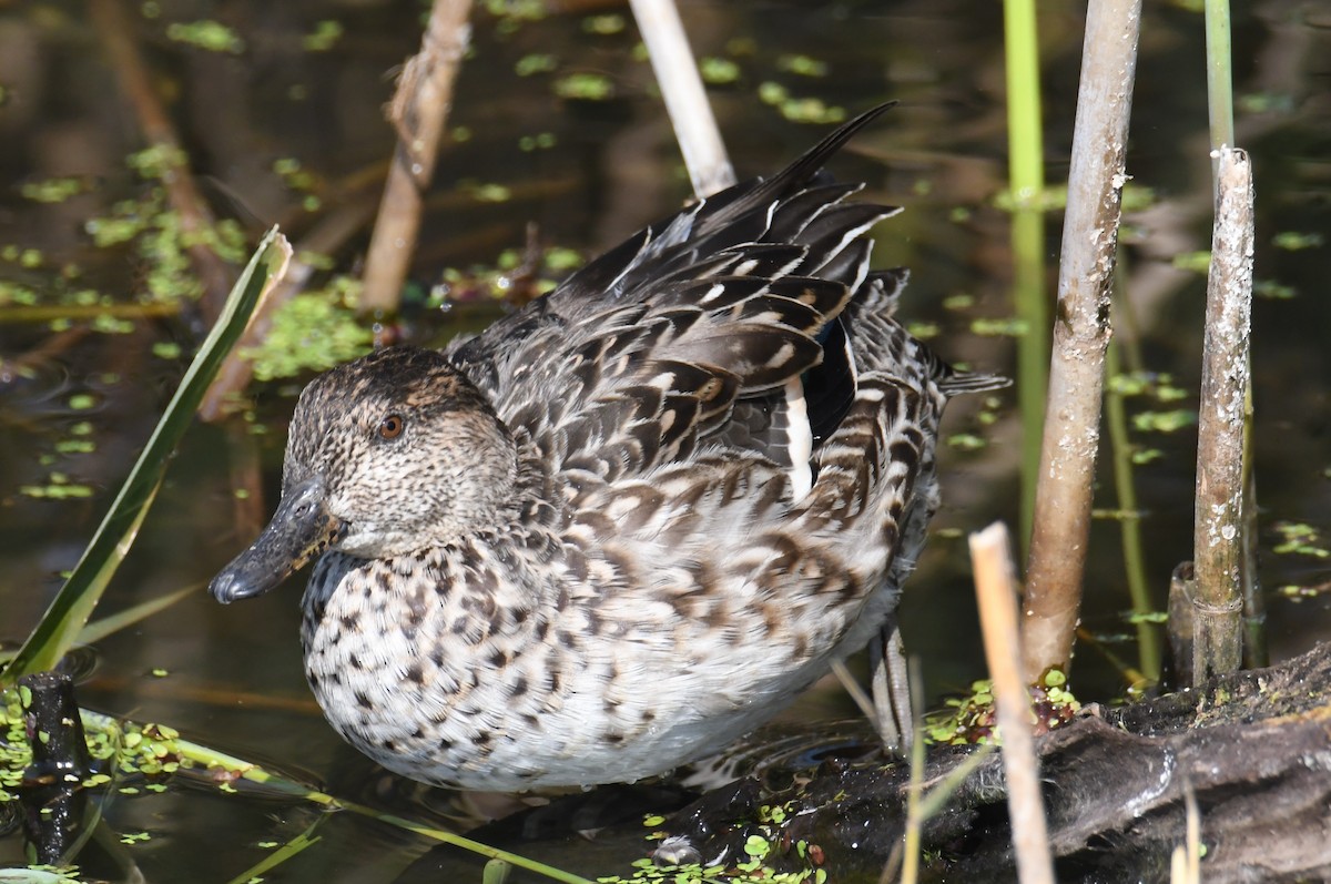 Green-winged Teal (Eurasian) - ML647062017