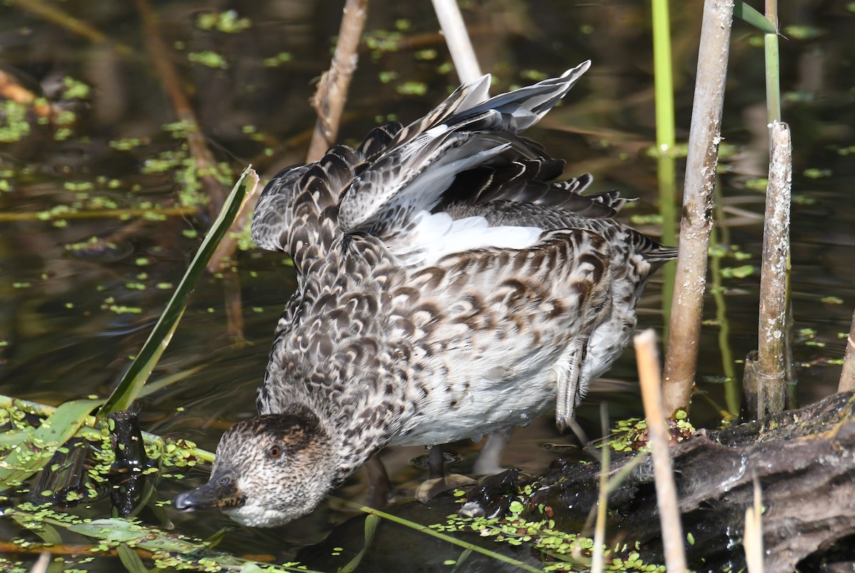 Green-winged Teal (Eurasian) - ML647062019