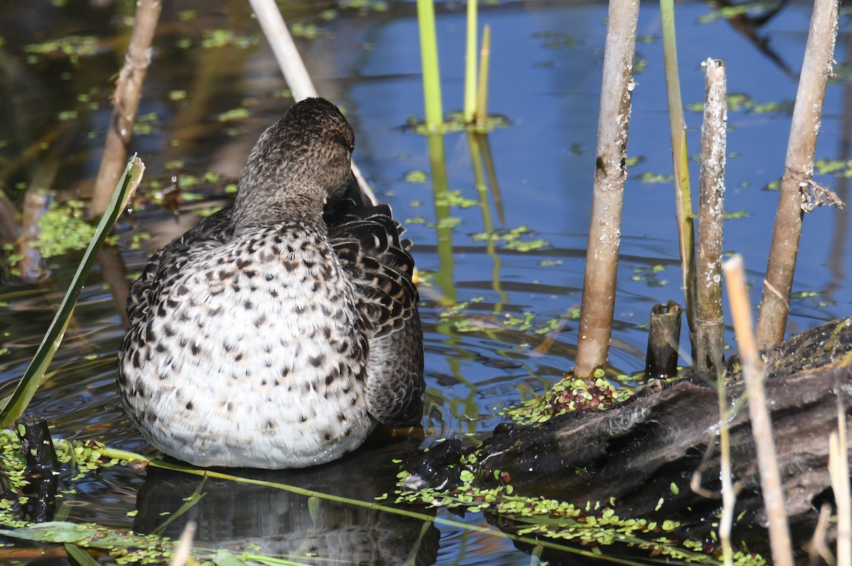Green-winged Teal (Eurasian) - ML647062020
