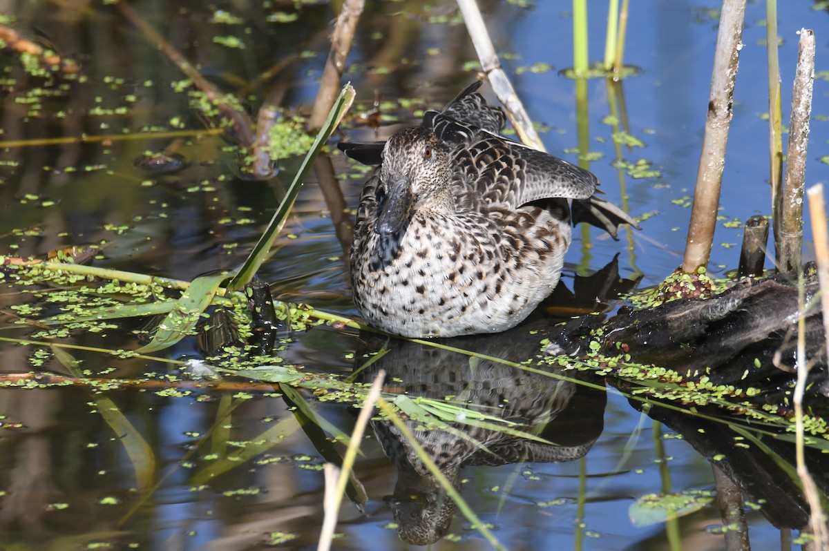 Green-winged Teal (Eurasian) - ML647062021