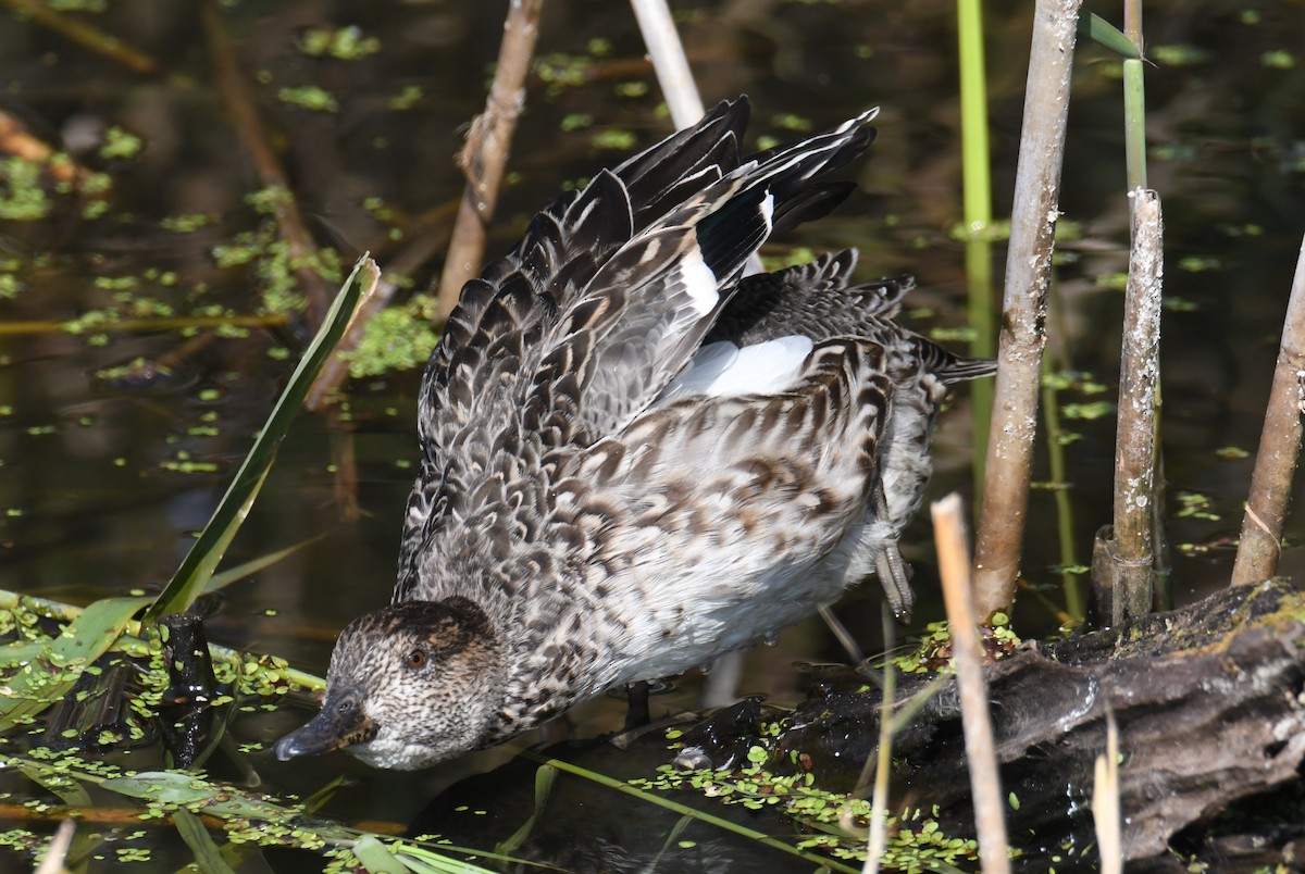 Green-winged Teal (Eurasian) - ML647062022