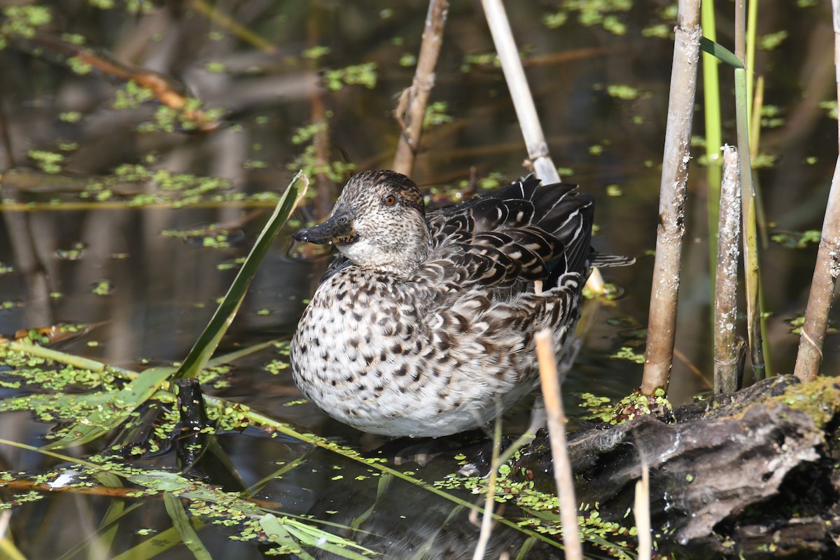 Green-winged Teal (Eurasian) - ML647062024