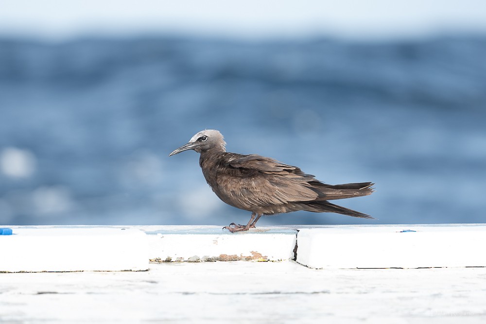Brown Noddy - ML647062025