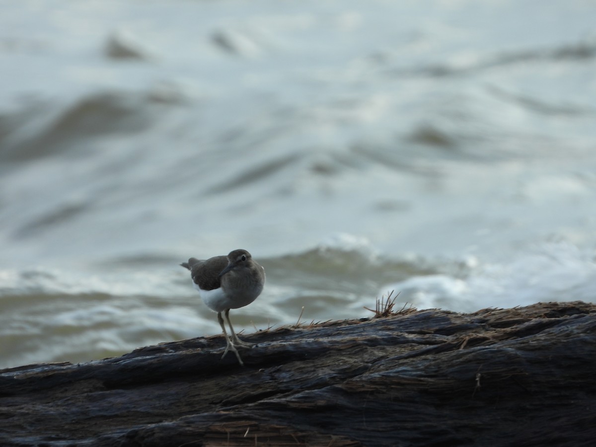 Common Sandpiper - ML647062034