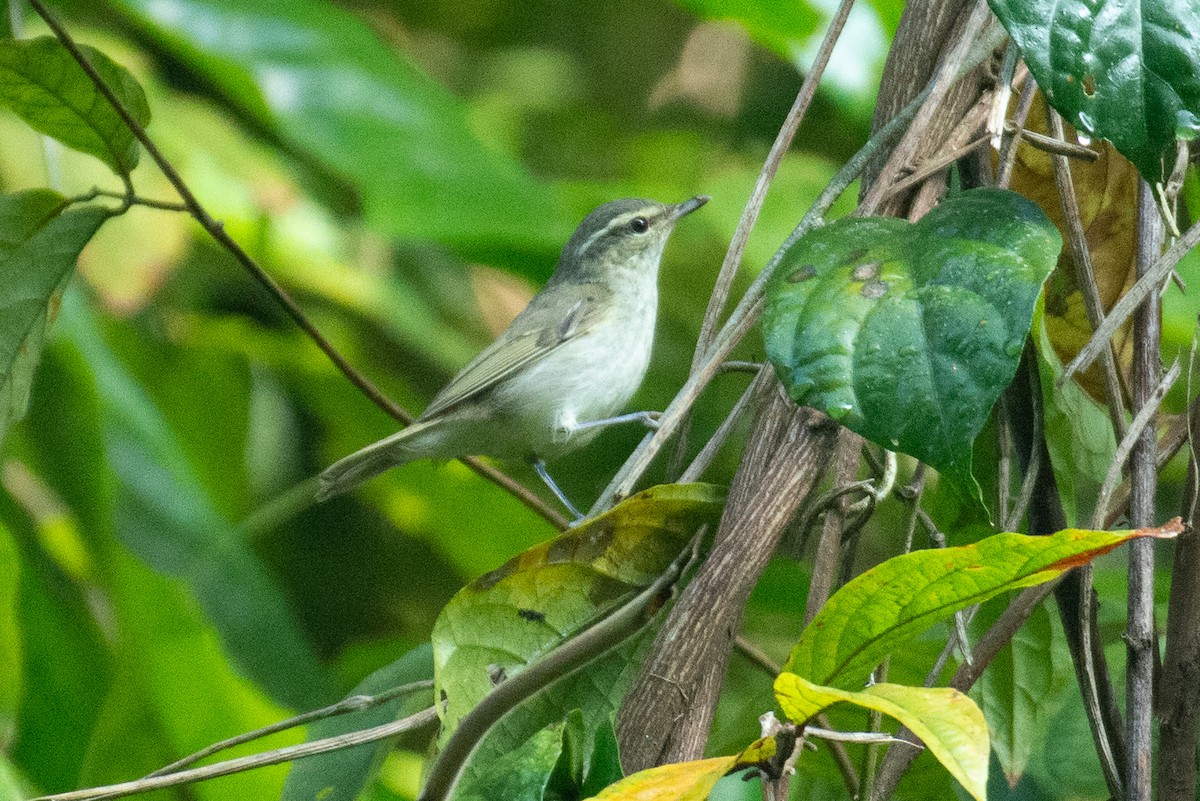 Large-billed Leaf Warbler - ML647062035