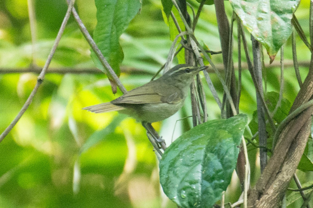 Large-billed Leaf Warbler - ML647062036