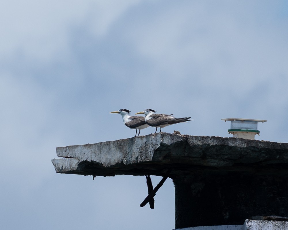 שחפית צהובת-מקור - ML647062037
