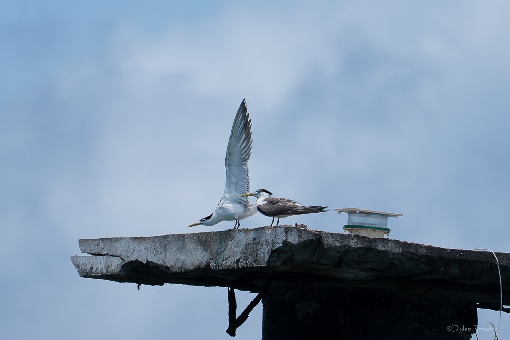 שחפית צהובת-מקור - ML647062038