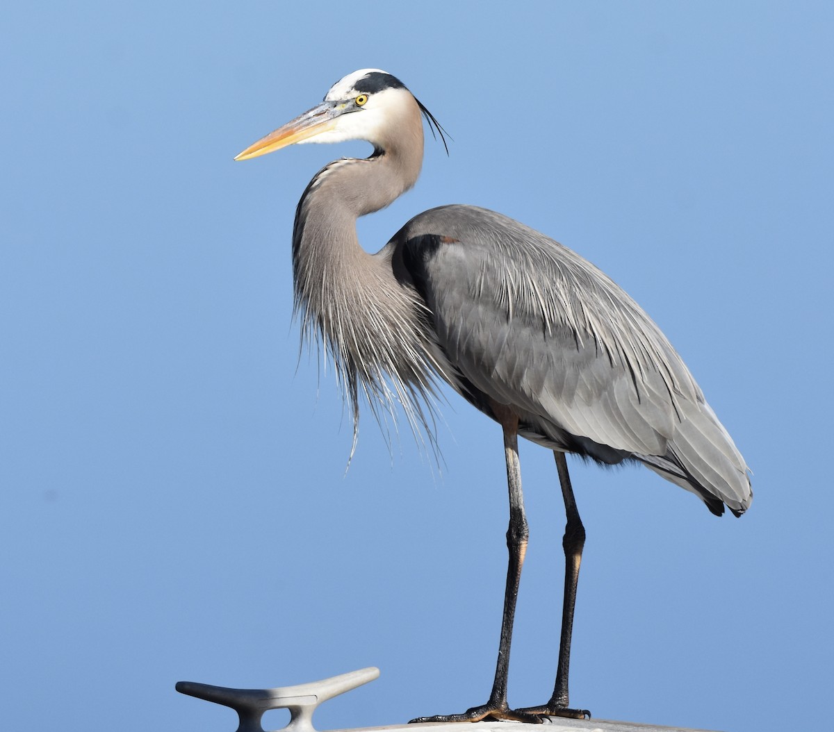 Great Blue Heron - ML647062039