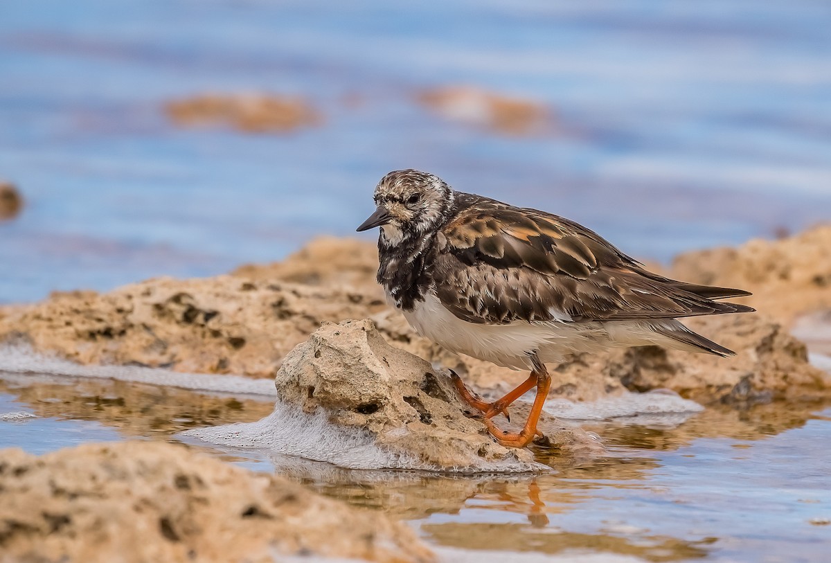 Ruddy Turnstone - ML647062040