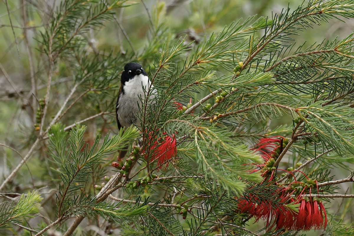 Gilbert's Honeyeater - ML647062042