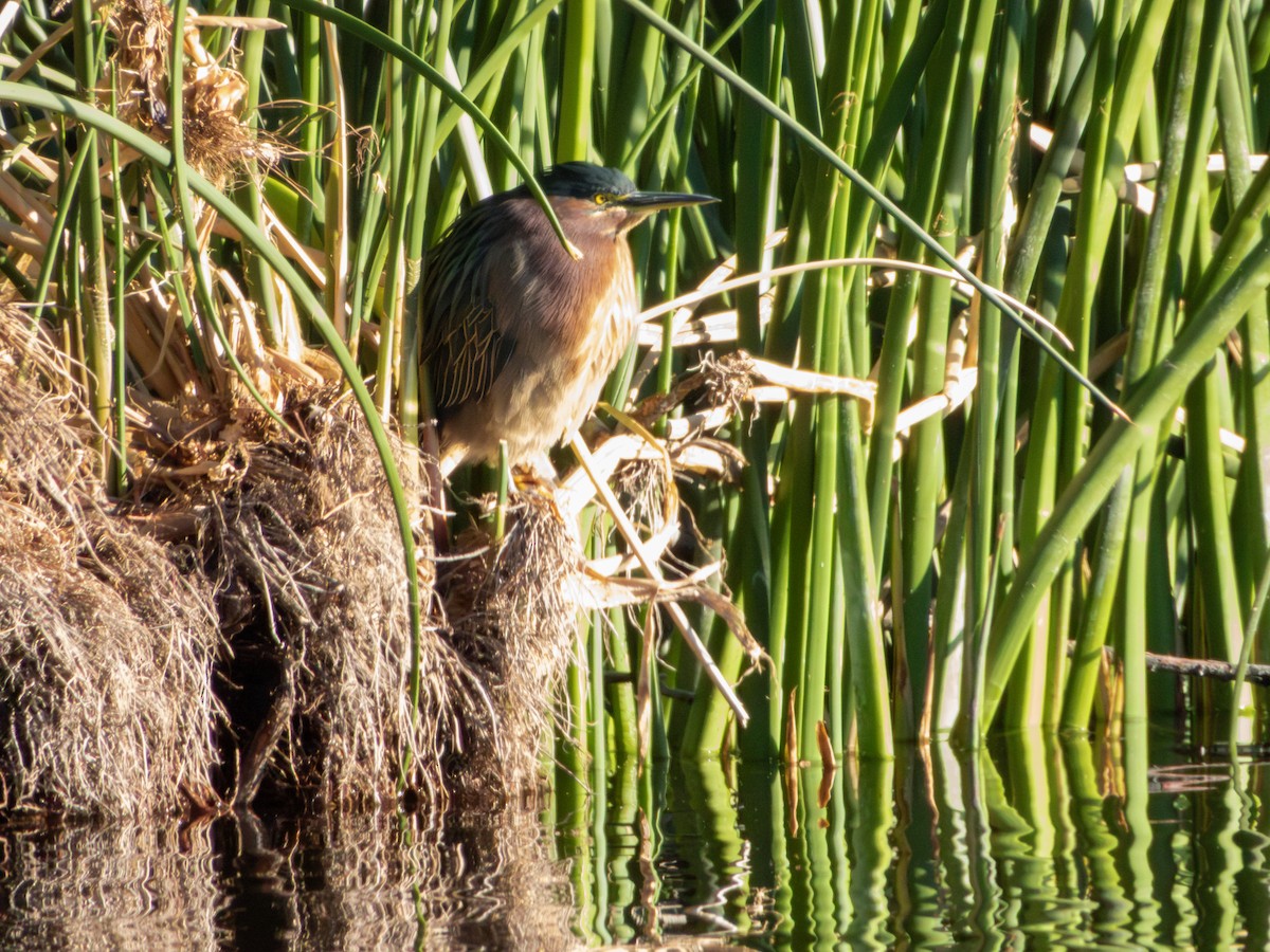 Green Heron - ML647062043