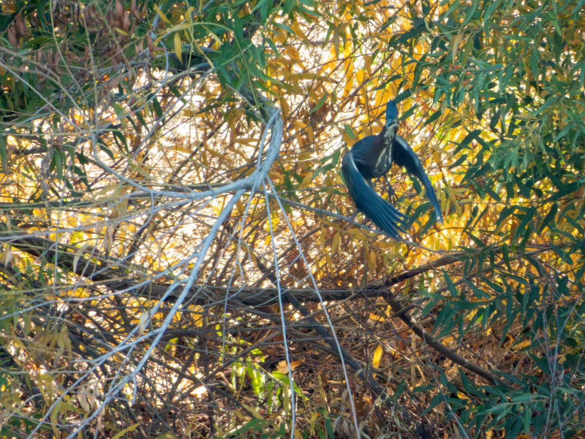 Green Heron - ML647062044