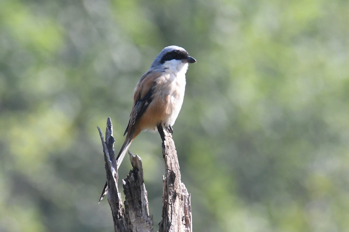 Long-tailed Shrike - ML647062046