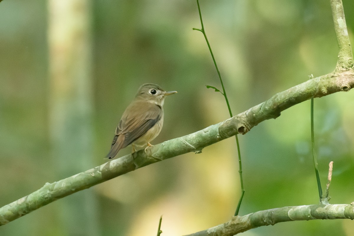 Brown-breasted Flycatcher - ML647062047