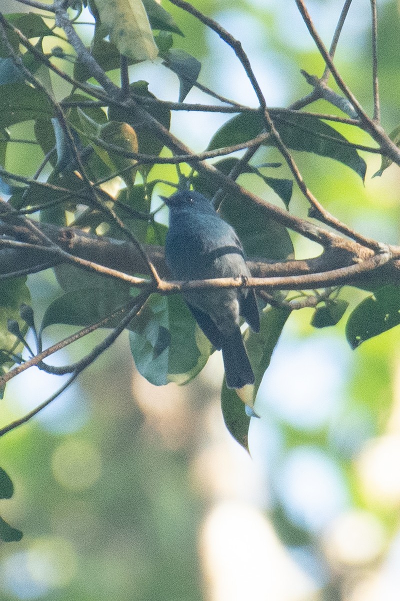 Nilgiri Flycatcher - ML647062048
