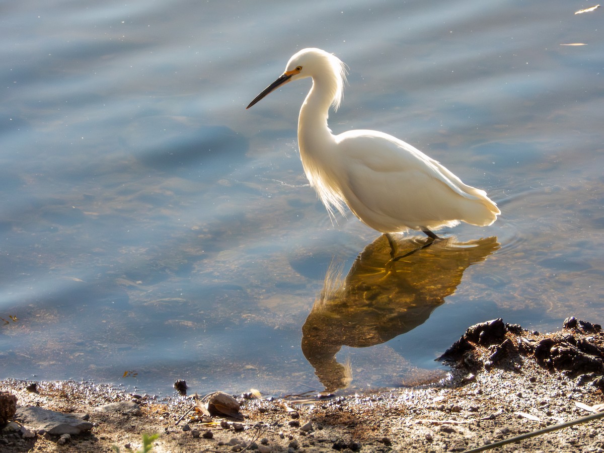 Snowy Egret - ML647062049
