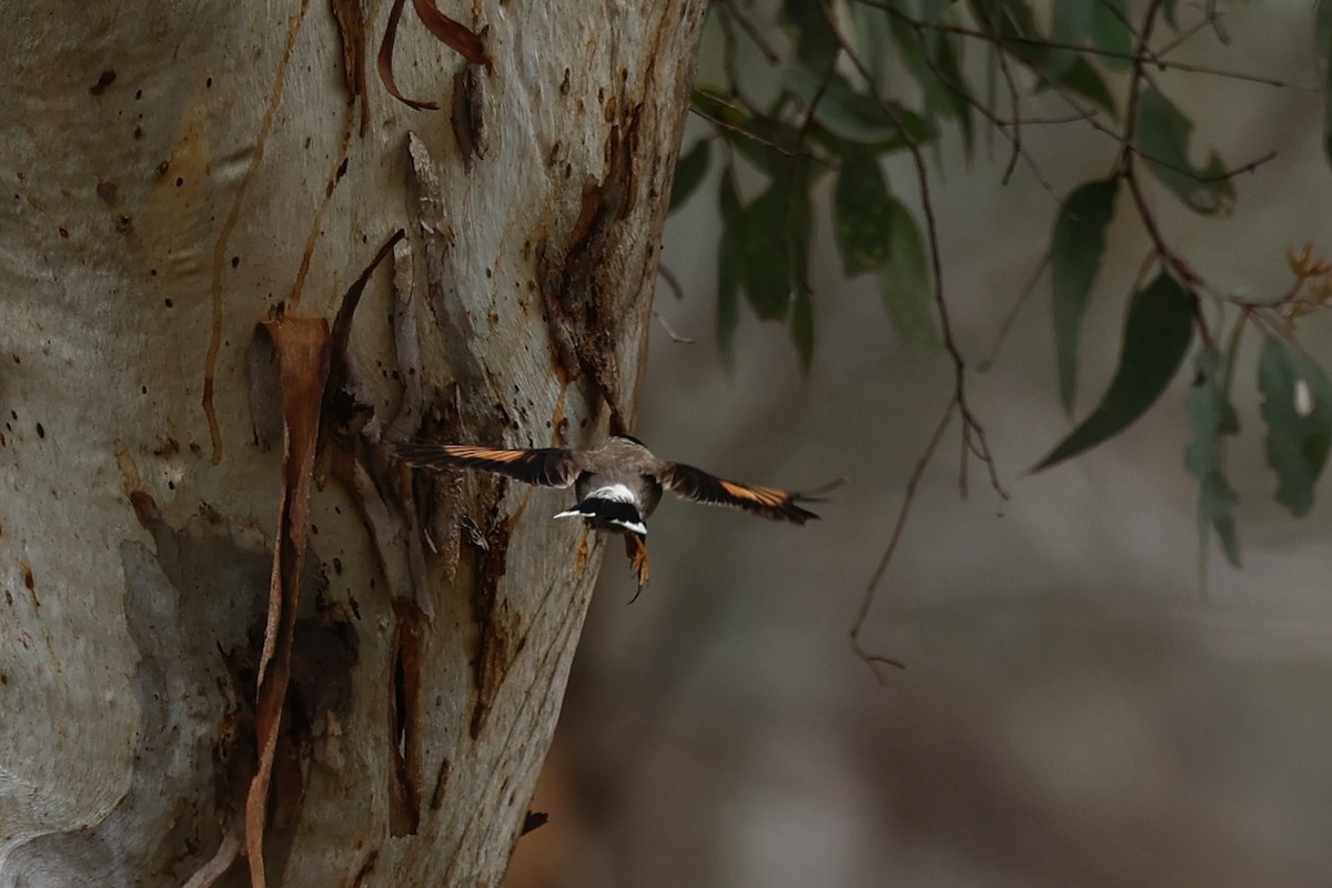 Varied Sittella (Black-capped) - ML647062057
