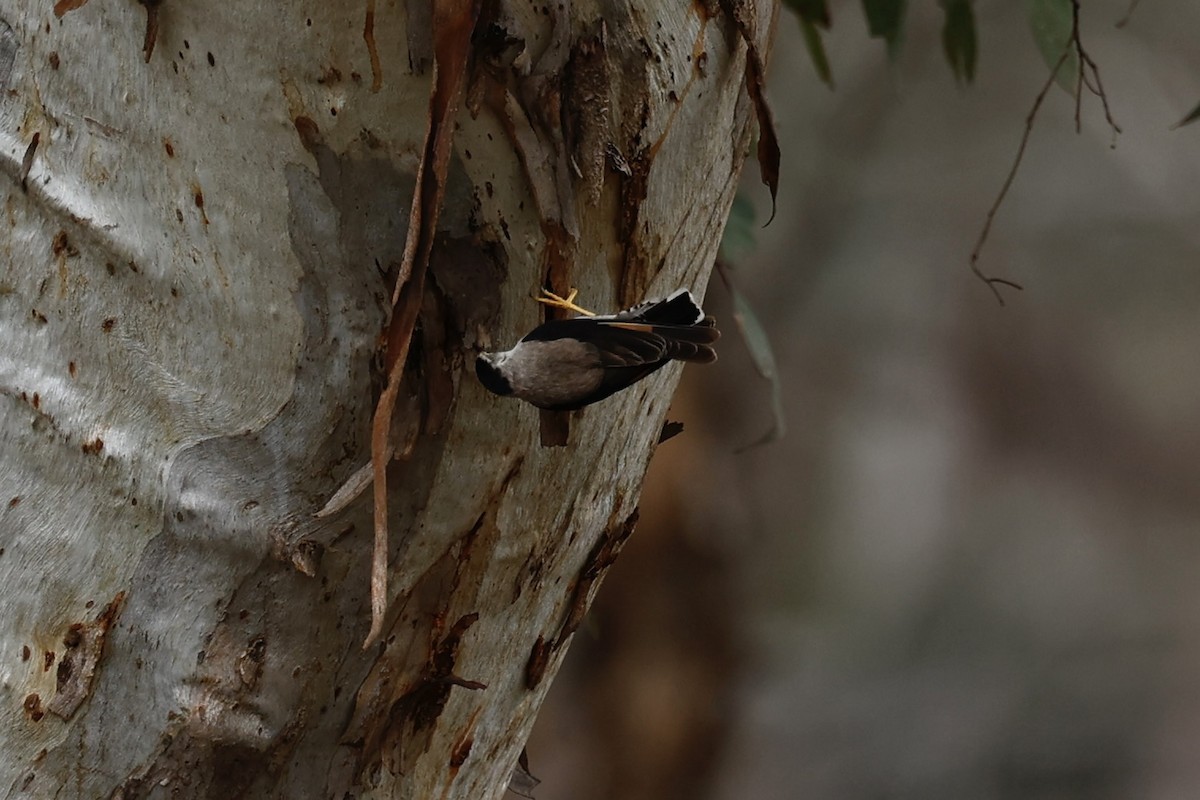 Varied Sittella (Black-capped) - ML647062058