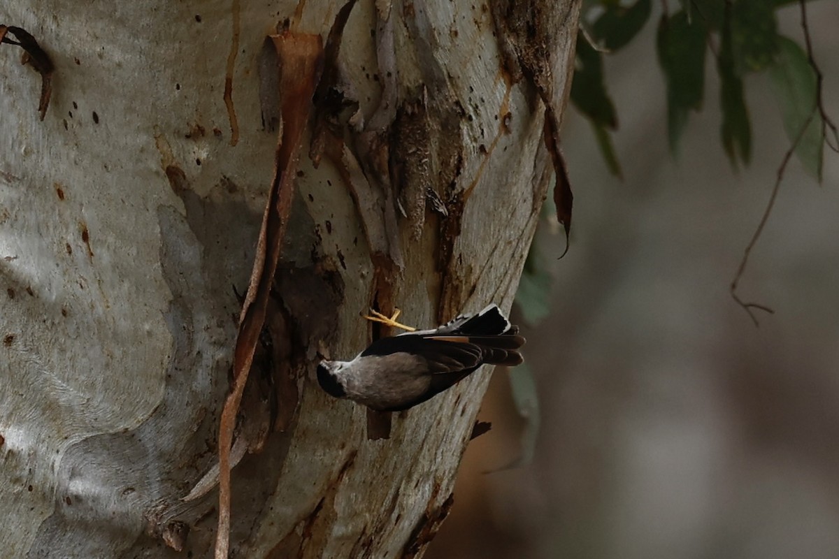 Varied Sittella (Black-capped) - ML647062059