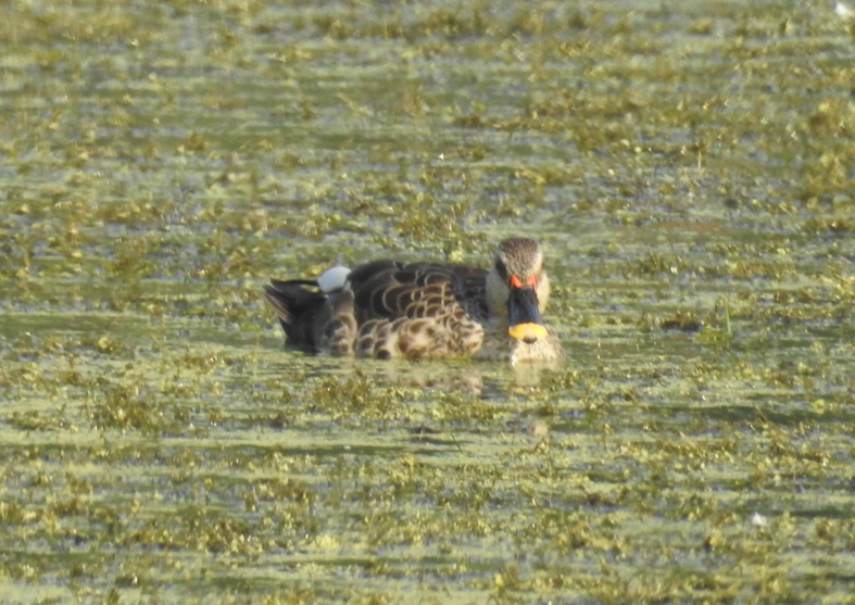 Indian Spot-billed Duck - ML647062060