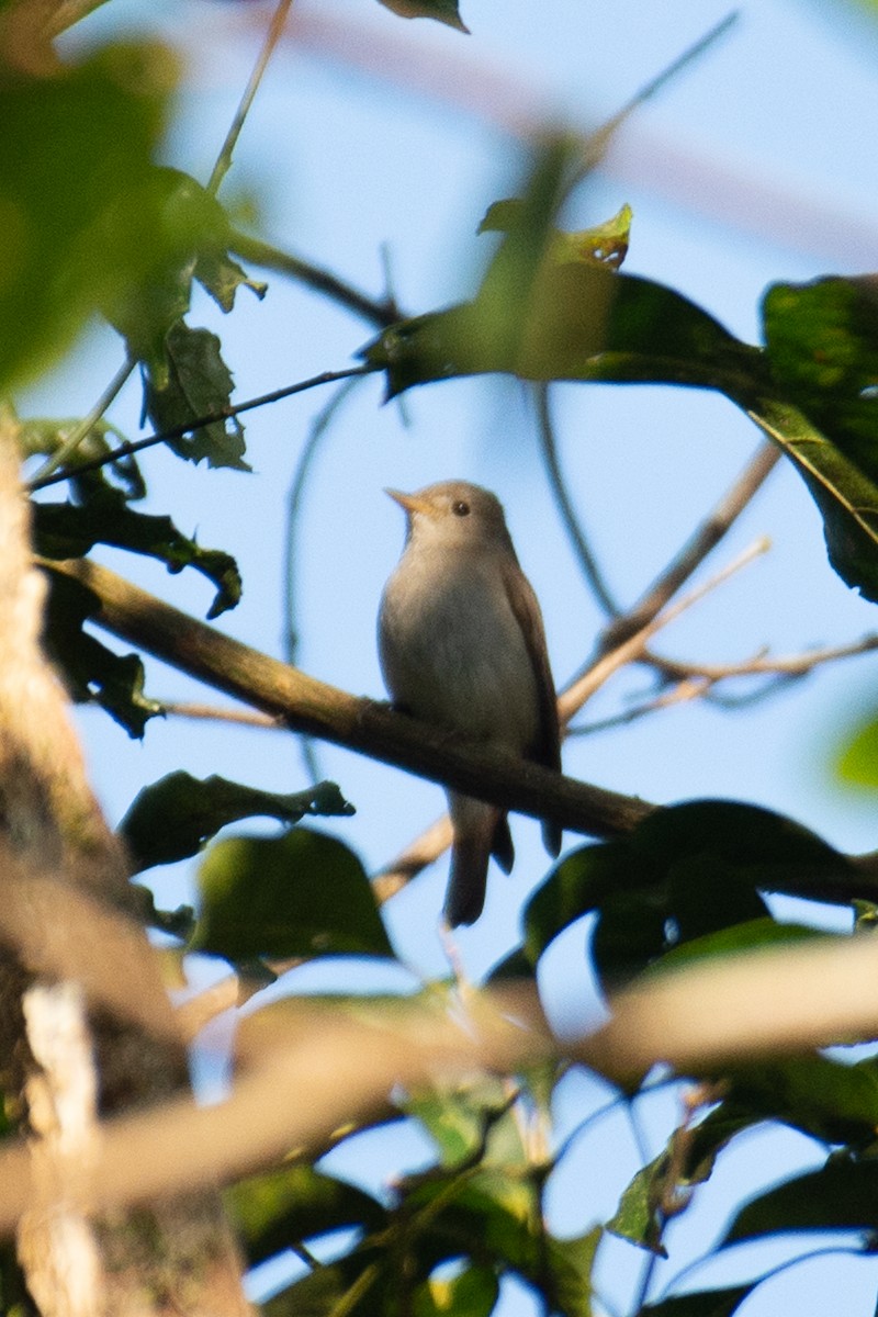 Rusty-tailed Flycatcher - ML647062061