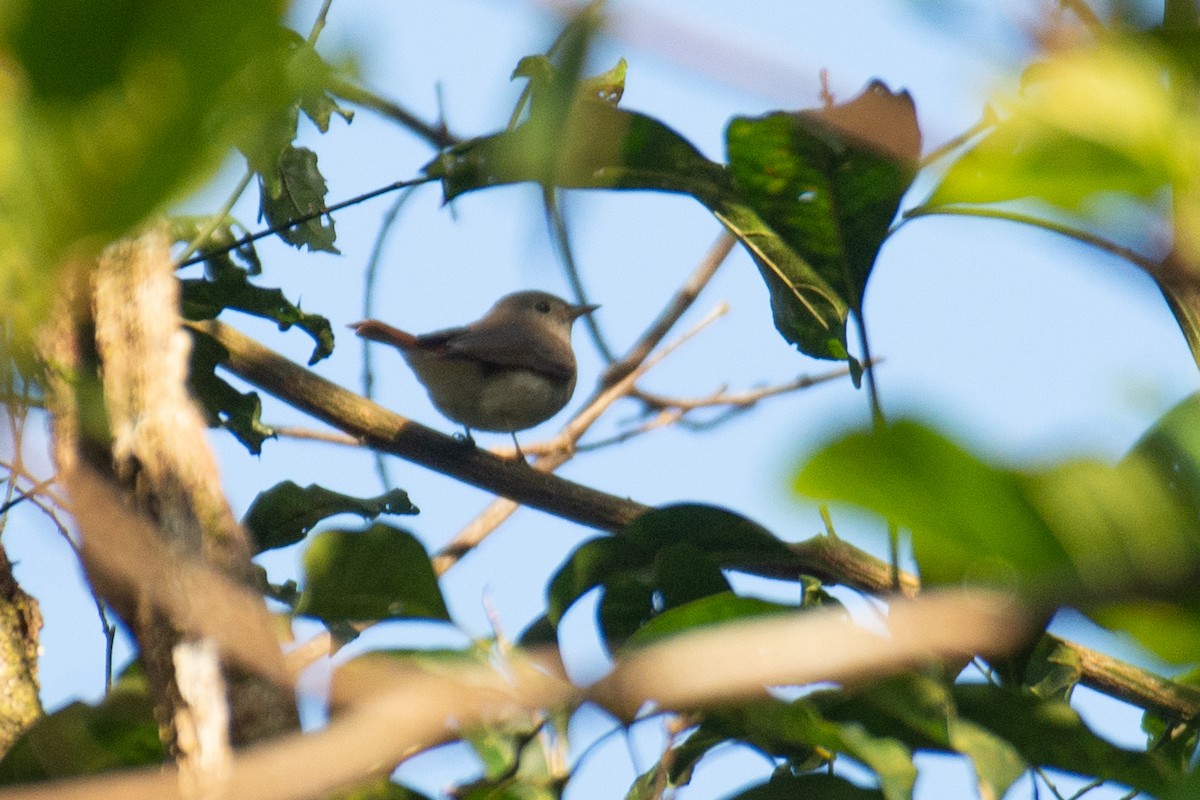 Rusty-tailed Flycatcher - ML647062062