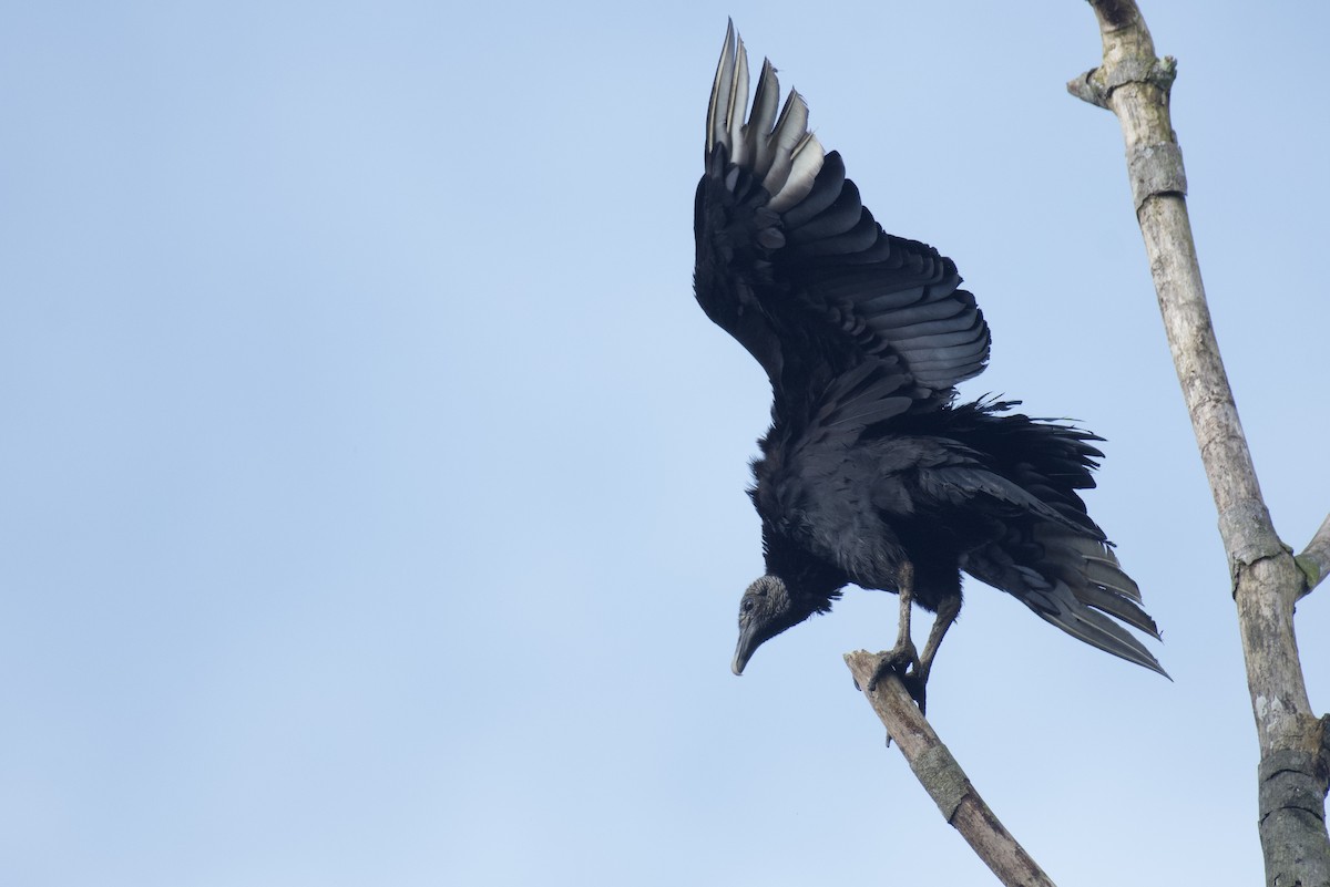 Black Vulture - ML647062063