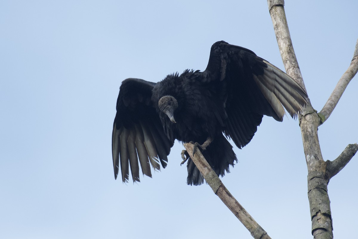 Black Vulture - ML647062064