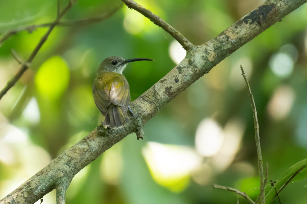 Little Spiderhunter - ML647062066