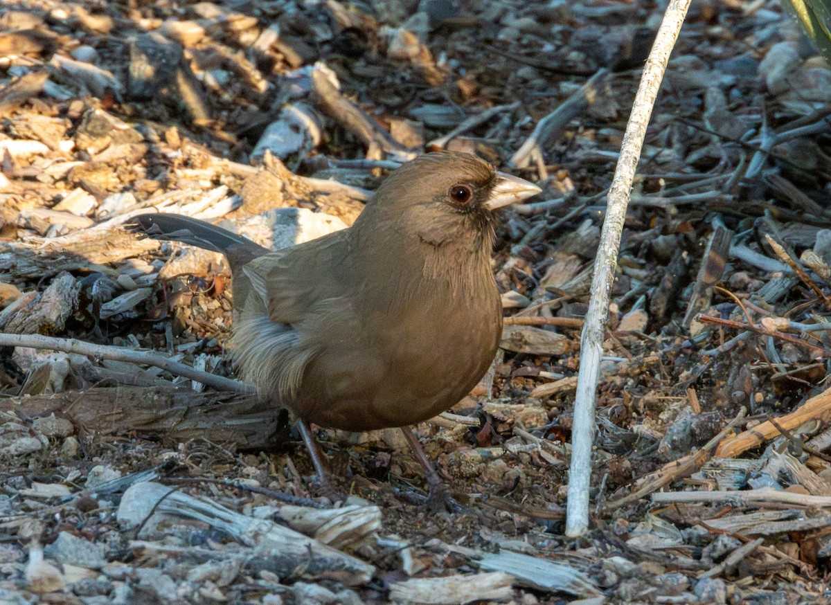 Abert's Towhee - ML647062067