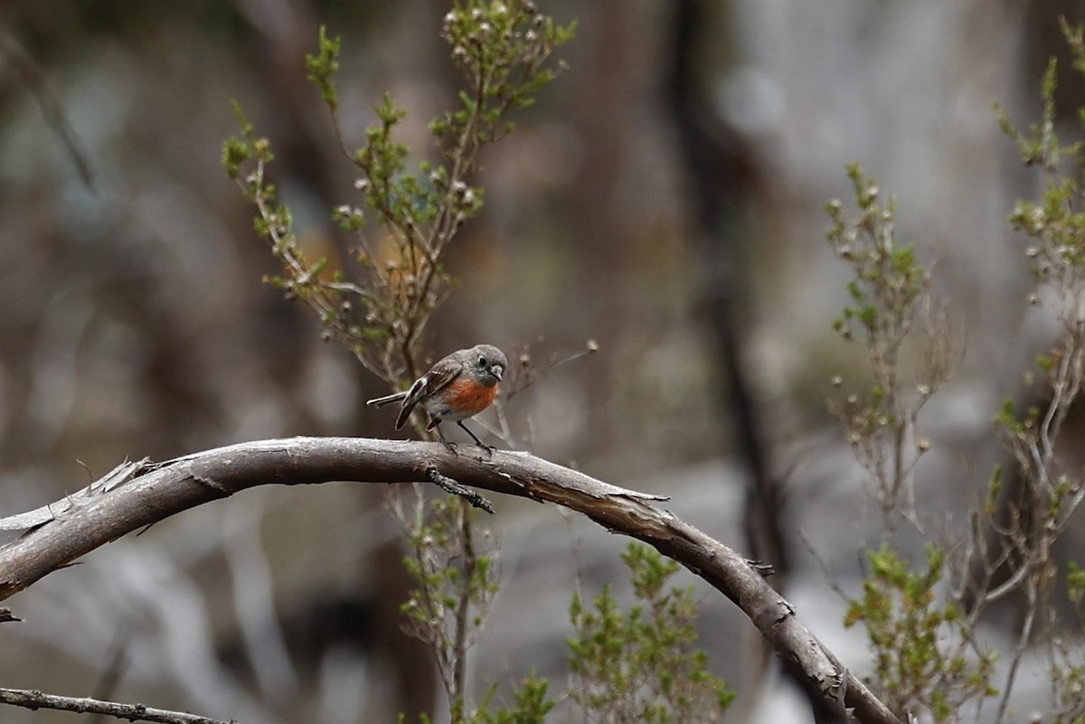 Scarlet Robin - ML647062070