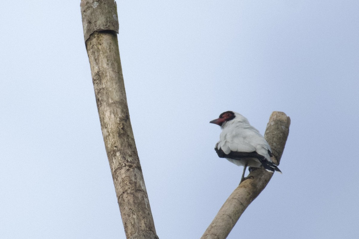 Masked Tityra - ML647062074