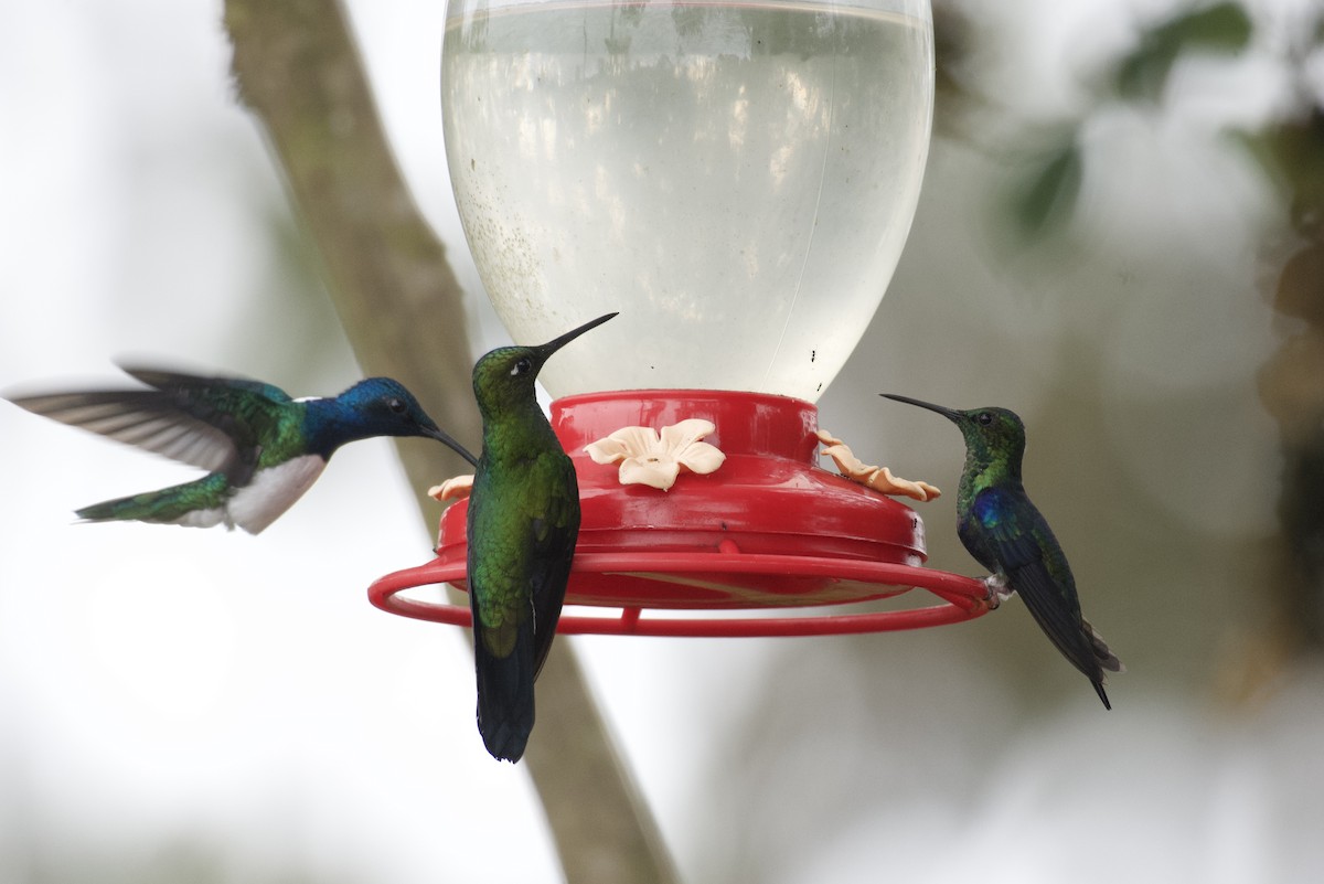 Crowned Woodnymph - ML647062086