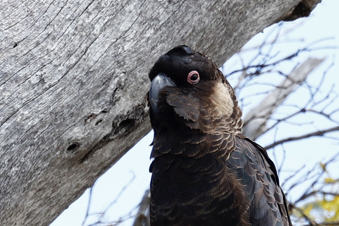 Carnaby's Black-Cockatoo - ML647062087