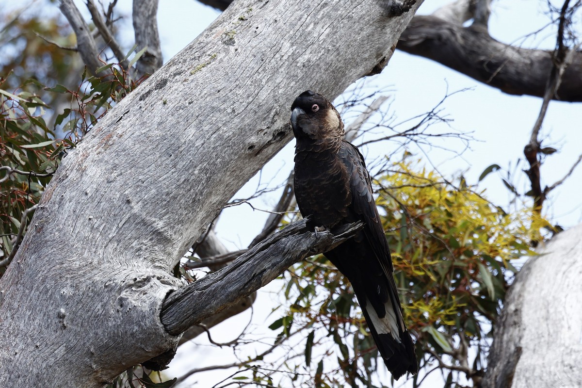 Carnaby's Black-Cockatoo - ML647062088