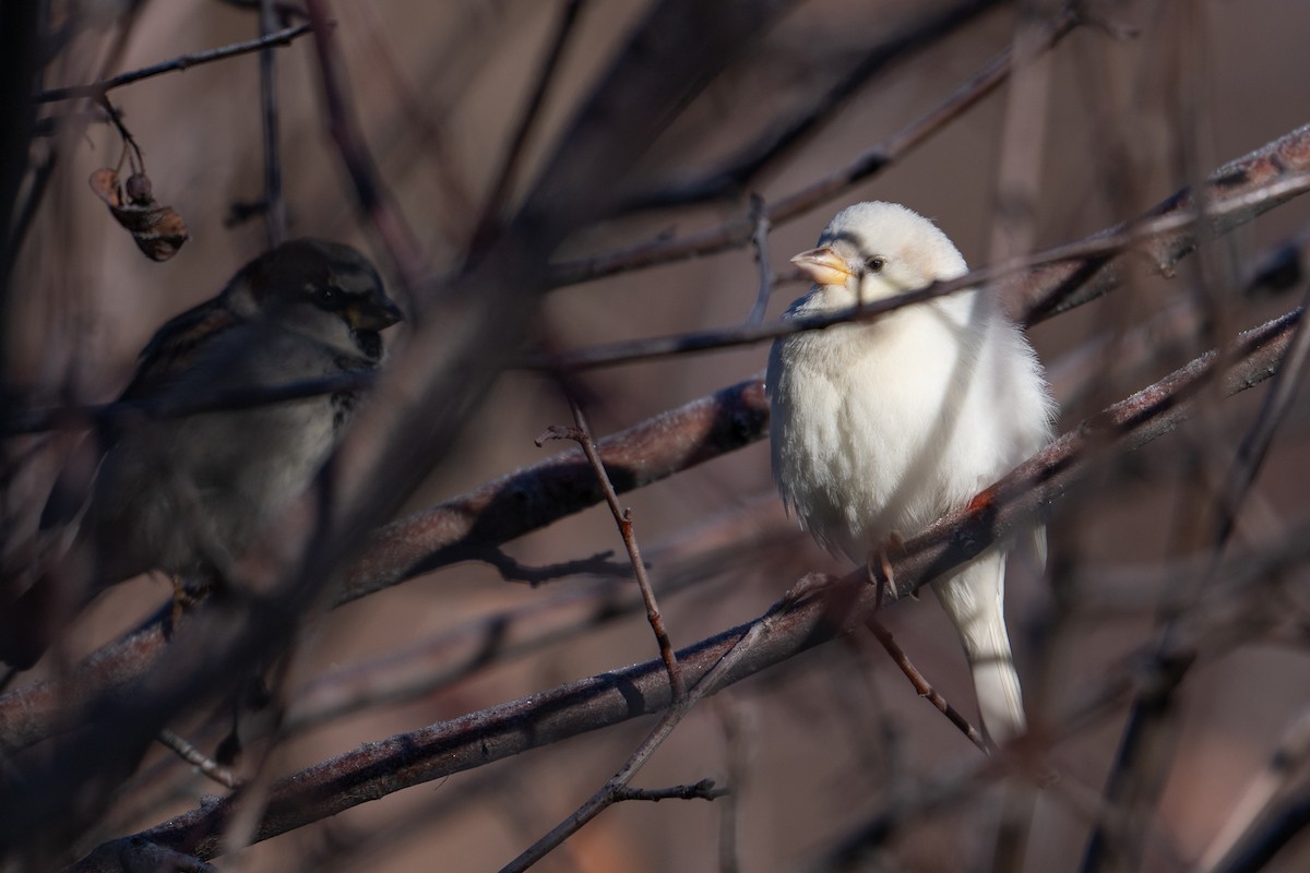 vrabec domácí - ML647062089